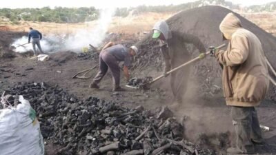 Mersin’in Silifke ilçesinde bir çok aile, Toros dağlarının eteğinde meşe
