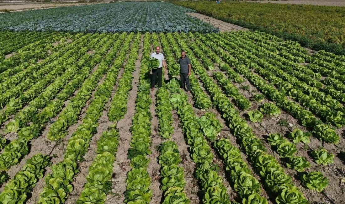 Yağmurların bereketi arttırdığı Amik Ovası’nda hasat edilen marul, 25 TL’den alıcı buluyor Hatay’da geçtiğimiz günlerde yağmurların yağmasıyla marulda hasat 15 gün erken