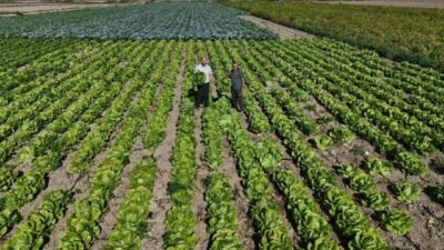 Hatay’da geçtiğimiz günlerde yağmurların yağmasıyla marulda hasat 15 gün erken