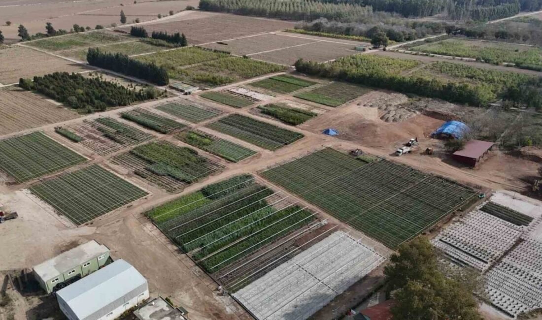 Son 2 yılda 800 hektardan fazla ormanlık alanın yangınlarda zarar