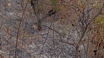 Mersin’in Gülnar ilçesinde yaşlı bir adam, çevreyi temizlemek için yaktığı