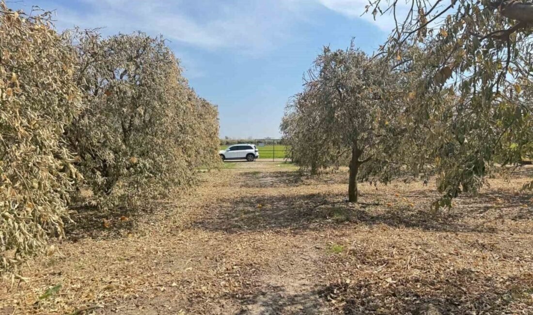 Adana Yüreğir Ziraat Odası Başkanı Mehmet Akın Doğan, şubat ayındaki