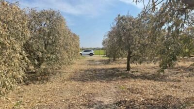 Adana Yüreğir Ziraat Odası Başkanı Mehmet Akın Doğan, şubat ayındaki