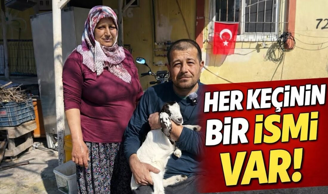 Serik kırsalında keçileriyle yaşayan üreticinin hikâyesi ve her keçiye ayrı