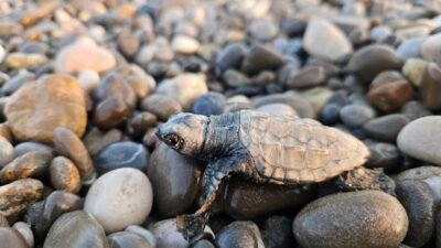 Serik caretta yavruları denize kavuştu. Antalya Belek'te 100'den fazla yuvadan