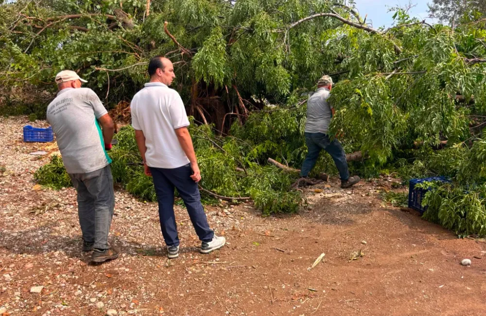 Serik hortum sonrası belediye müdahalesi kapsamında ekipler, devrilen ağaçları kaldırıp