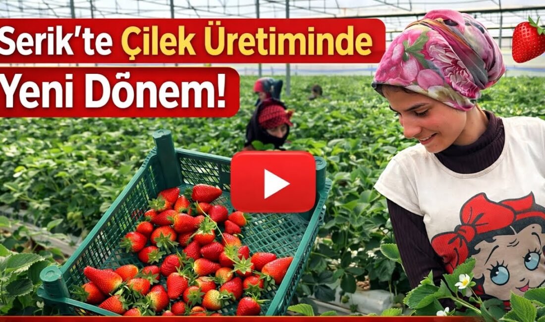 Antalya’nın Serik ilçesinde topraksız tarımla çilek üretiminin nasıl yapıldığını ve