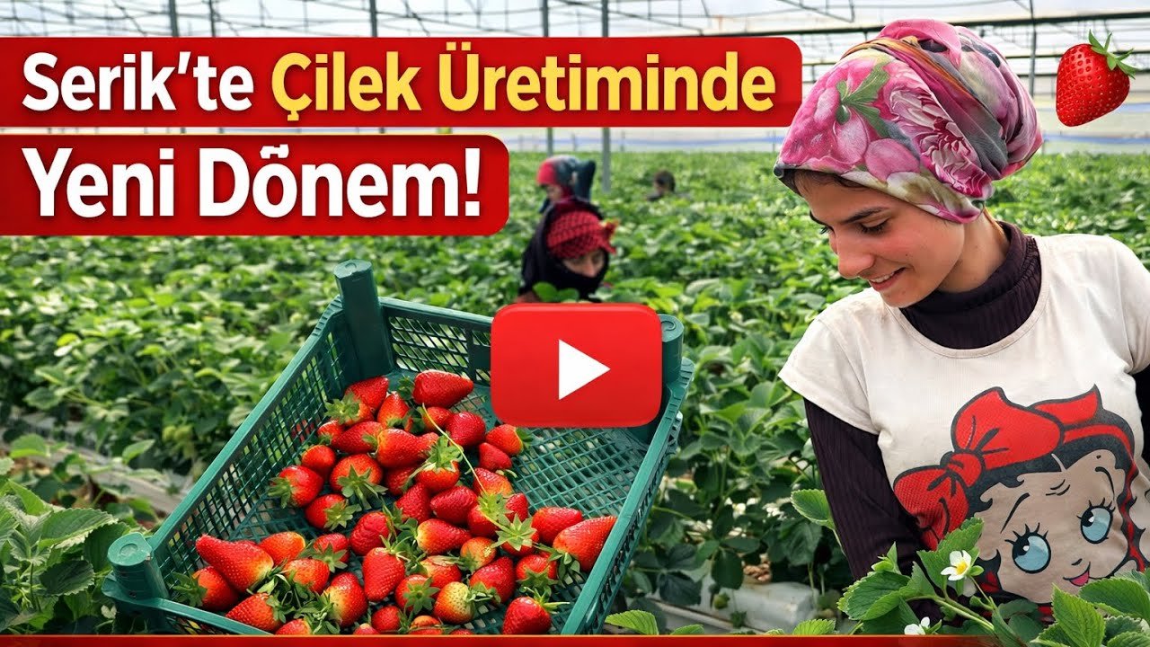 Antalya’nın Serik ilçesinde topraksız tarımla çilek üretiminin nasıl yapıldığını ve