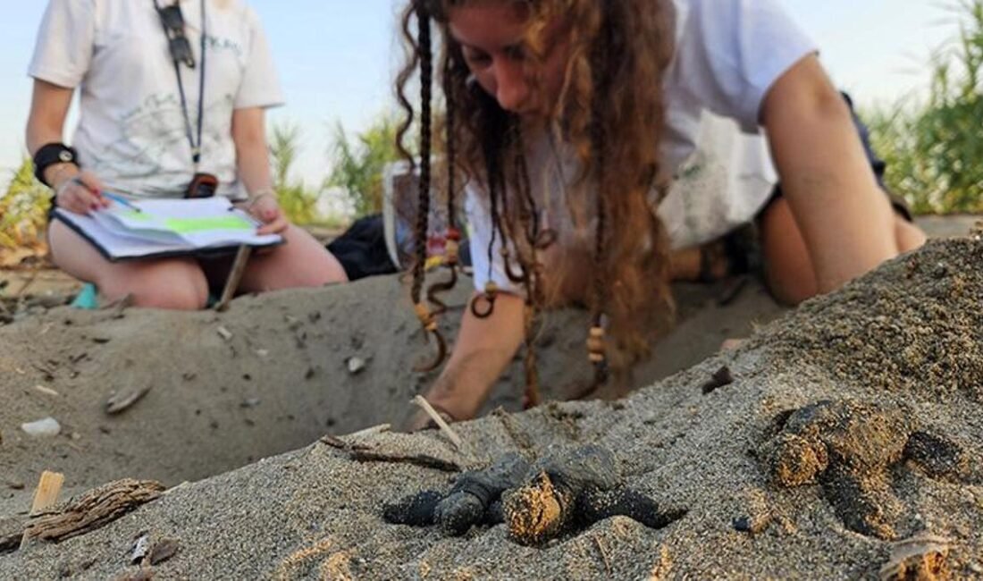 Serik Belek caretta yavruları denize çıkıyor. 32 yıllık koruma projesi