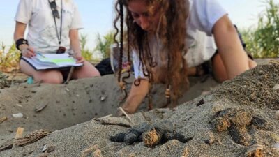 Serik Belek caretta yavruları denize çıkıyor. 32 yıllık koruma projesi
