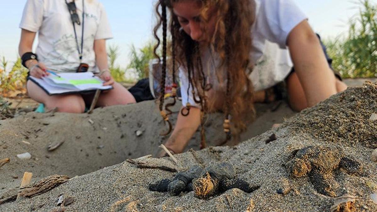 Serik ve Belek'te caretta yavrularının denizle buluşması