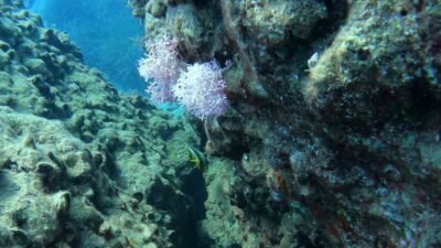 Antalya’nın Manavgat ilçesinde serbest dalış yapan Anıl Oğuz, Manavgat Kızılot
