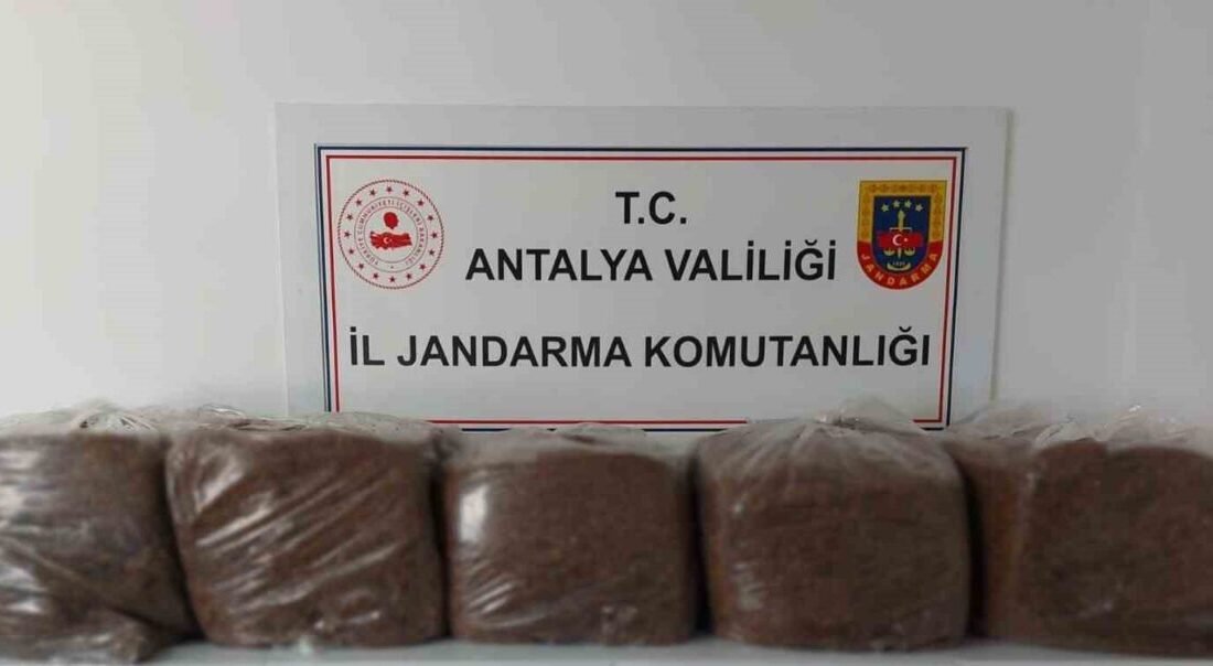 Antalya’nın Alanya ve Demre ilçelerinde jandarmanın operasyonlarında 285 kilo kıyılmış