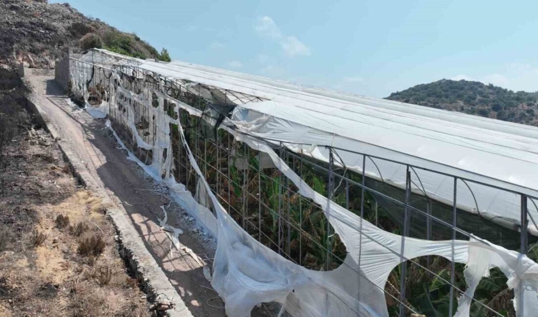 Alanya ve Gazipaşalı yangınzede üreticilere sera naylonu desteği verildi; Büyükşehir