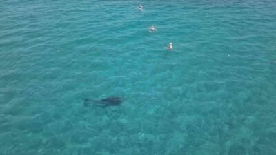 Antalya’nın Alanya ilçesinde kıyıya kadar yaklaşan bir yunus, denize giren