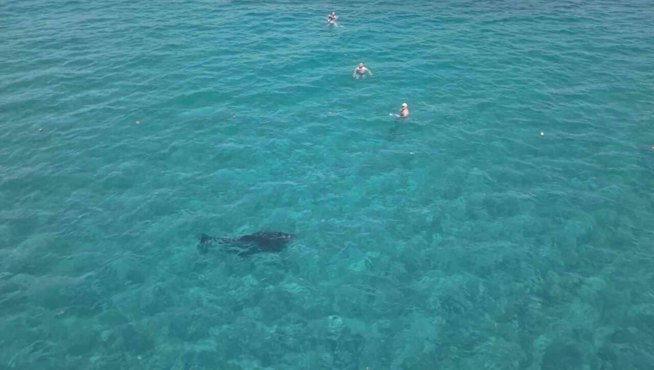 Alanya'da kıyıya yaklaşan yunus turistlerle yüzdü