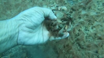Antalya kıyılarında deniz tabanındaki çakıl ve kayaların kahverengi, peltemsi bir
