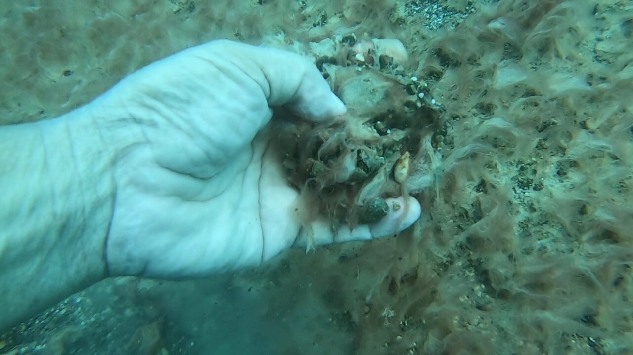 Antalya kıyılarında deniz tabanındaki çakıl ve kayaların kahverengi, peltemsi bir