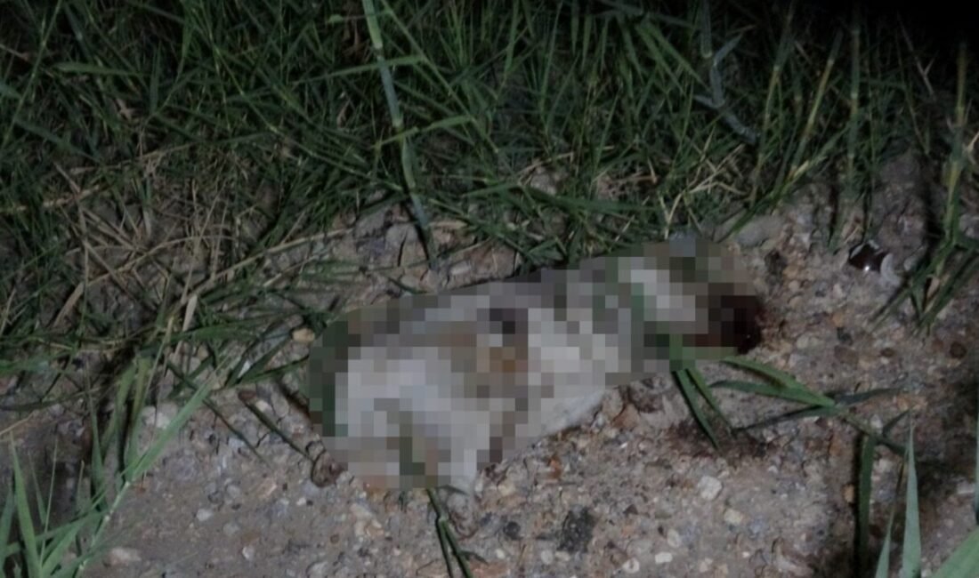 Antalya’nın Manavgat ilçesinde kazada ATV ile çarpılan yavru köpeğin başını