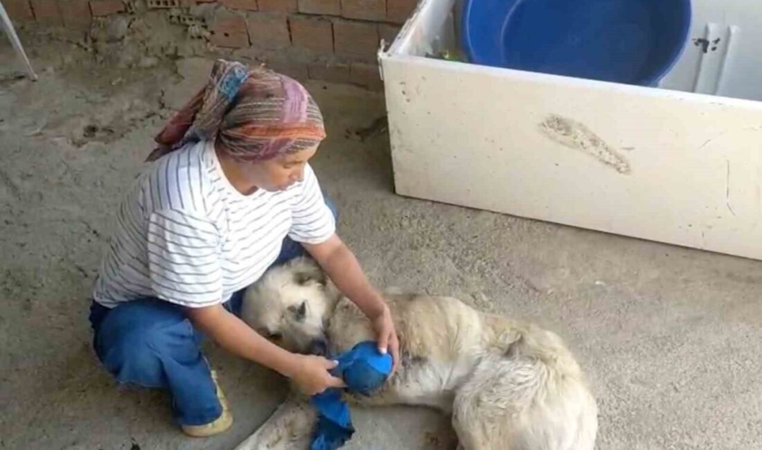 Antalya’nın Serik ilçesinde hayvancılıkla geçinen Gülşen Torbalı’nın en büyük yardımcısı