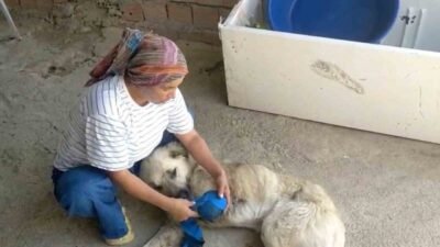 Antalya’nın Serik ilçesinde hayvancılıkla geçinen Gülşen Torbalı’nın en büyük yardımcısı