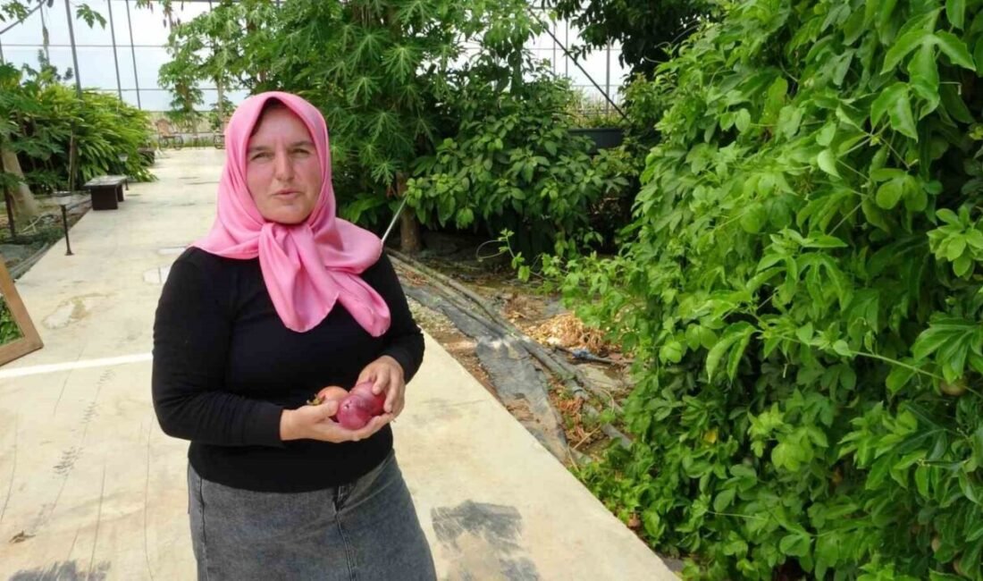 Manavgat’ta Şevkiye Durgun’un evinin çatısında tohumla başlattığı üretim, yüzü aşkın