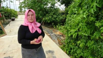 Manavgat’ta Şevkiye Durgun’un evinin çatısında tohumla başlattığı üretim, yüzü aşkın