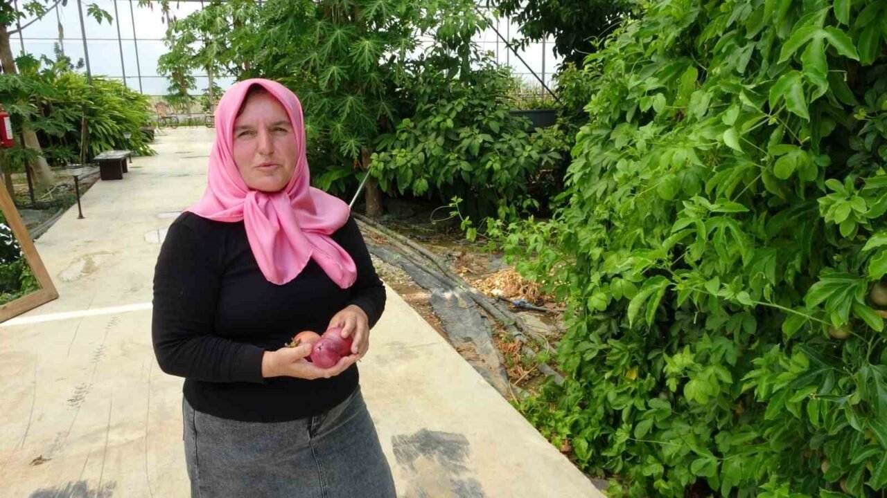 Evin çatısında başlayan üretim tropikal meyve müzesine dönüştü