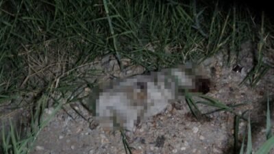 Antalya’nın Manavgat ilçesinde ATV ile çarptıkları yavru köpeğin başını taşla
