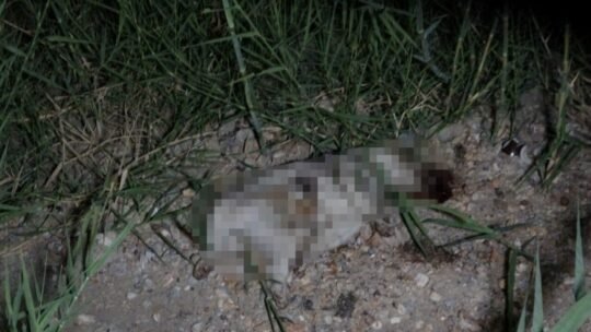 Antalya’nın Manavgat ilçesinde ATV ile çarptıkları yavru köpeğin başını taşla