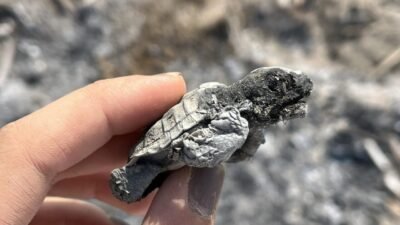 Antalya’nın Serik ilçesi Boğazkent Sahili’nde nesli tehlike altındaki caretta carettaların