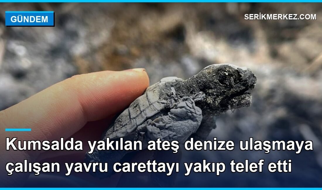 Antalya’nın Serik ilçesi Boğazkent Sahili’nde nesli tehlike altındaki caretta carettaların