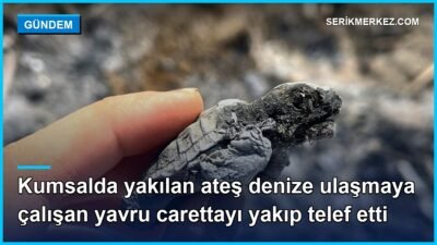 Antalya’nın Serik ilçesi Boğazkent Sahili’nde nesli tehlike altındaki caretta carettaların