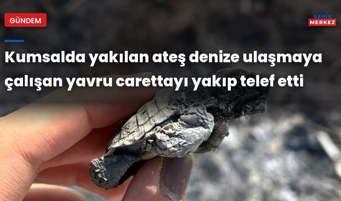 Antalya’nın Serik ilçesi Boğazkent Sahili’nde nesli tehlike altındaki caretta carettaların