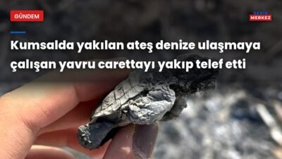 Antalya’nın Serik ilçesi Boğazkent Sahili’nde nesli tehlike altındaki caretta carettaların