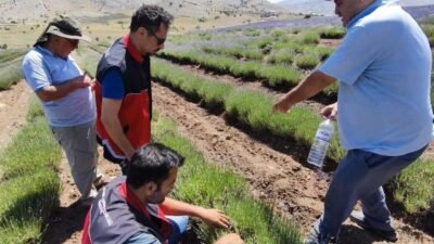 Korkuteli Tarım ve Orman İlçe Müdürlüğü, ilçede bitkisel üretimin korunmasına