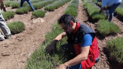 Lavanta tarlalarında çekirge popülasyonu incelendi; Korkuteli’de ziraat mühendisleri üretim alanlarında