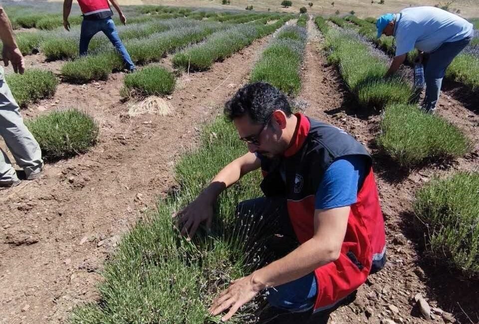 Lavanta tarlalarında çekirge popülasyonu incelendi; Korkuteli’de ziraat mühendisleri üretim alanlarında