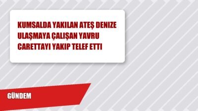 Antalya’nın Serik ilçesi Boğazkent Sahili’nde nesli tehlike altındaki caretta carettaların