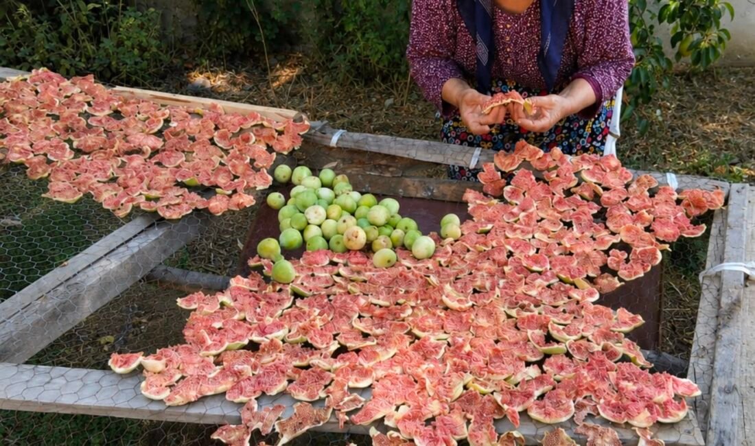 Serik Hacıosmanlar’da Dudu Bulut, incirleri doğal yöntemle kurutup kuru incir