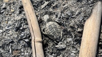 Serik caretta kaplumbağa koruma kapsamında Boğazkent Sahili'nde yanmış bir ateş,