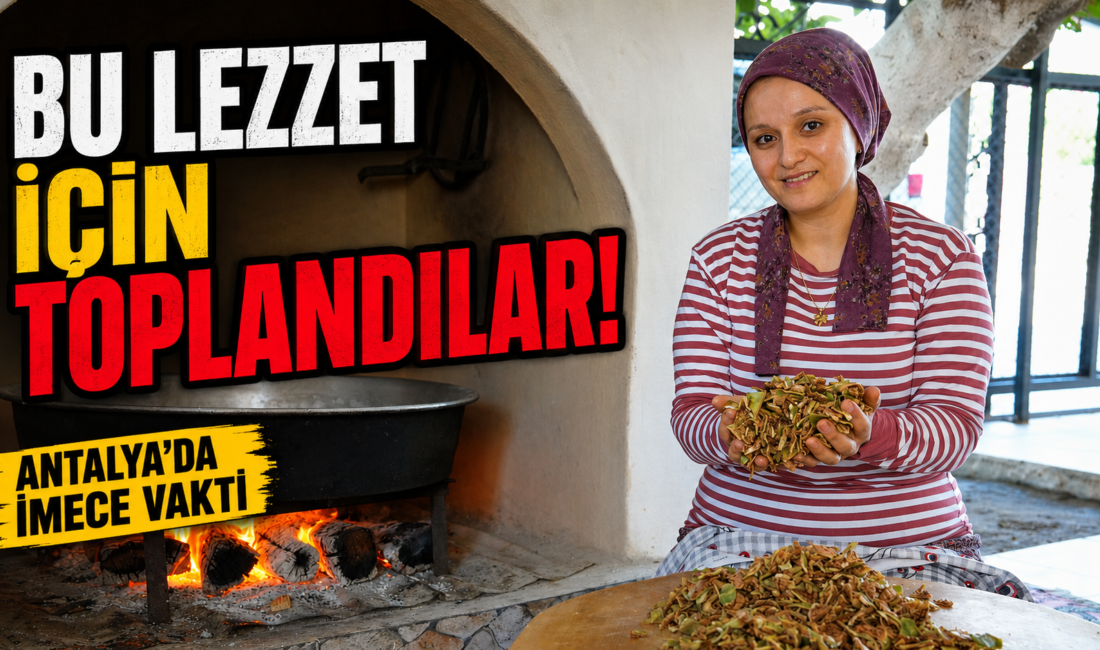 Serik'te bestel için kadınlar imece usulü bir araya geldi. Kuru