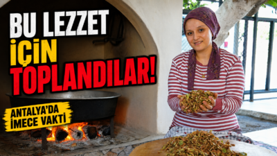 Serik'te bestel için kadınlar imece usulü bir araya geldi. Kuru