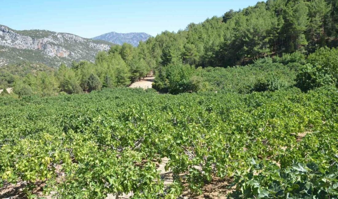 Antalya’nın İbradı ilçesinde, Bursa siyah inciri üreticisi, bu yıl beklediği