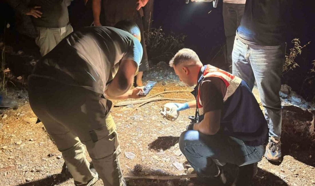 Antalya’nın Gazipaşa ilçesinde hayvanlarını otlatan bir çoban tarafından ormanlık alanda