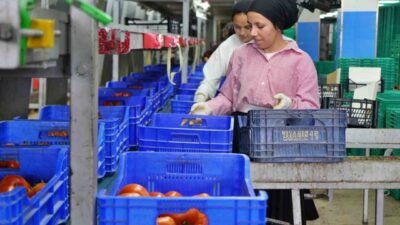 Antalya hallerinde işlem gören domates miktar endeksi ağustos ayında aylık