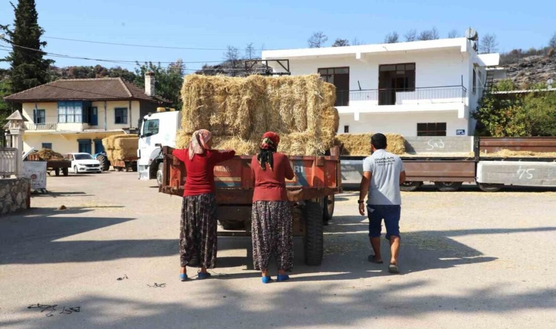 Aksu Belediyesi, yangından etkilenen ve hayvancılıkla uğraşan vatandaşlara yönelik saman
