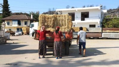 Aksu Belediyesi, yangından etkilenen ve hayvancılıkla uğraşan vatandaşlara yönelik saman
