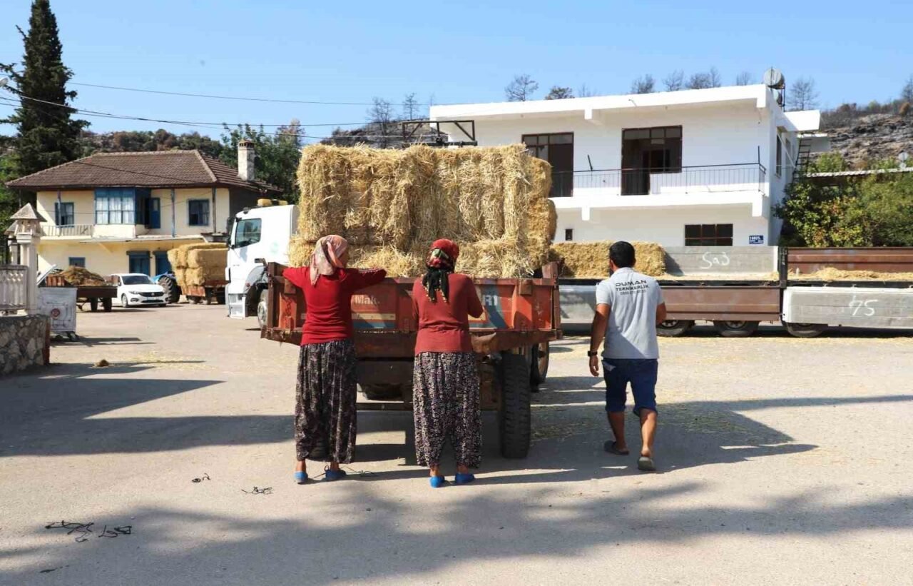 Aksu Belediyesi, yangından etkilenen ve hayvancılıkla uğraşan vatandaşlara yönelik saman