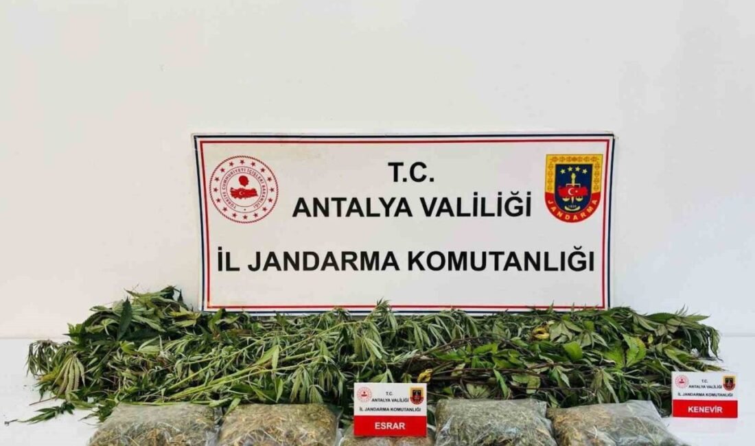 Antalya’nın Alanya ilçesinde düzenlenen uyuşturucu operasyonunda 24 kök kenevir bitkisi